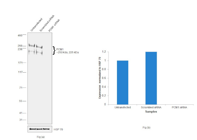 PCM1 Antibody