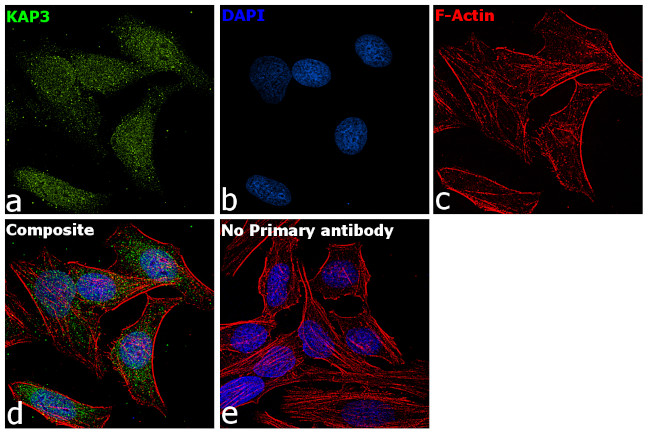 KAP3 Antibody in Immunocytochemistry (ICC/IF)