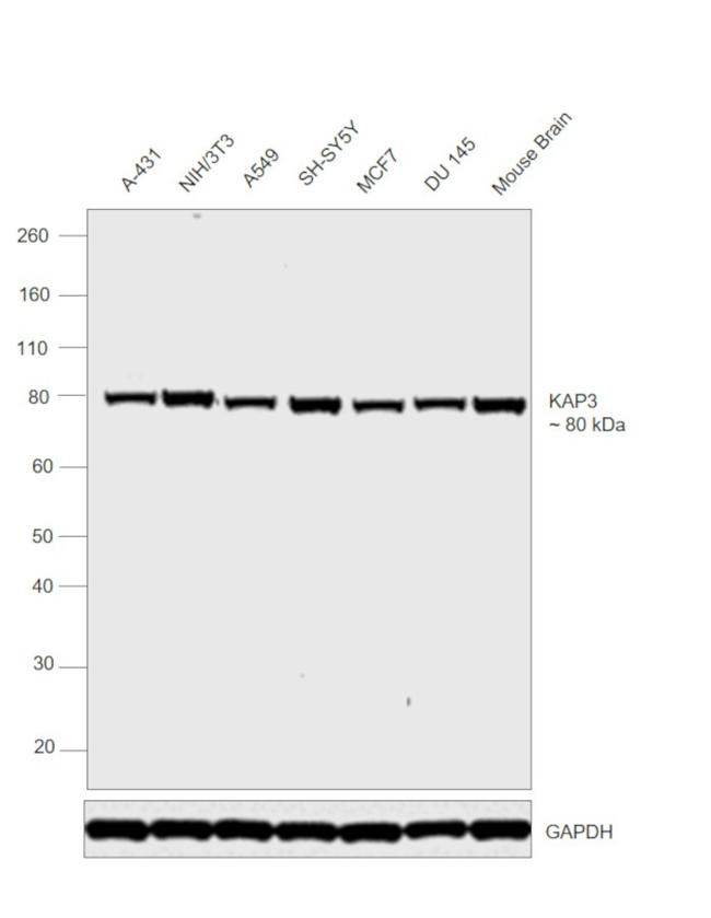 KAP3 Antibody in Western Blot (WB)