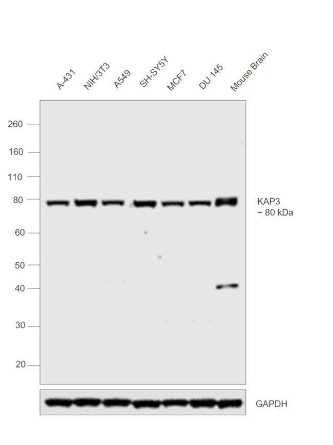 KAP3 Antibody in Western Blot (WB)