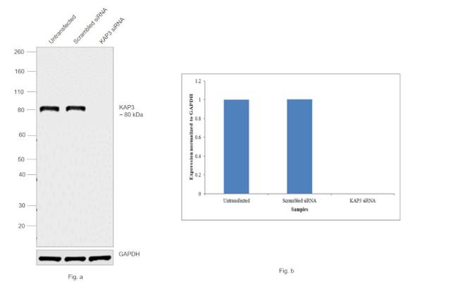 KAP3 Antibody in Western Blot (WB)