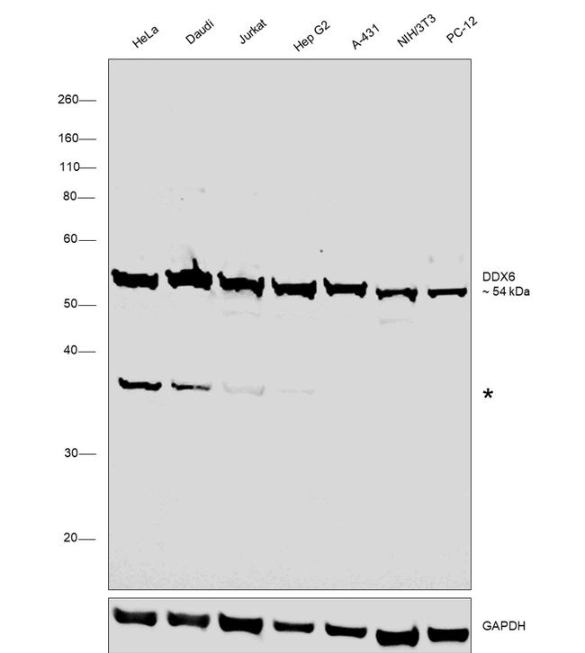 DDX6 Antibody in Western Blot (WB)