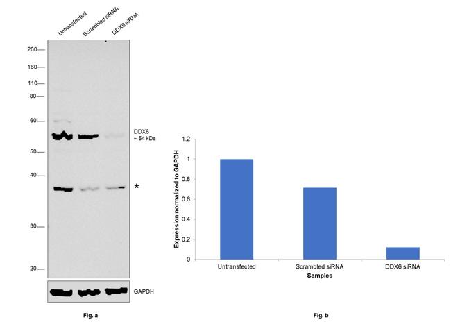 DDX6 Antibody in Western Blot (WB)