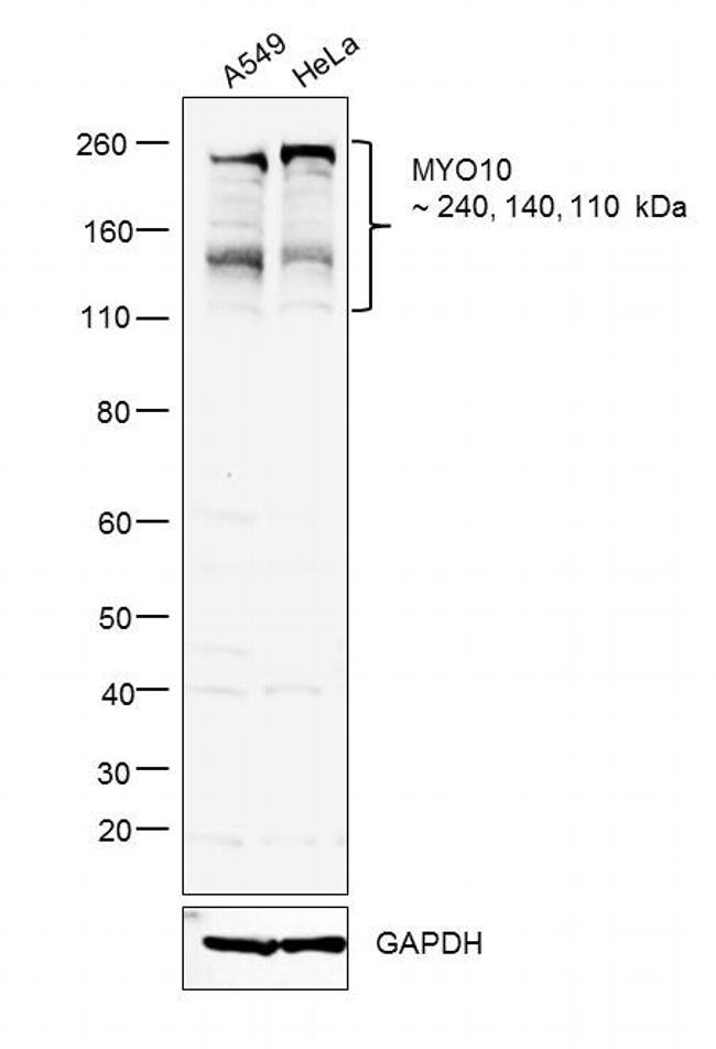 MYO10 Antibody in Western Blot (WB)