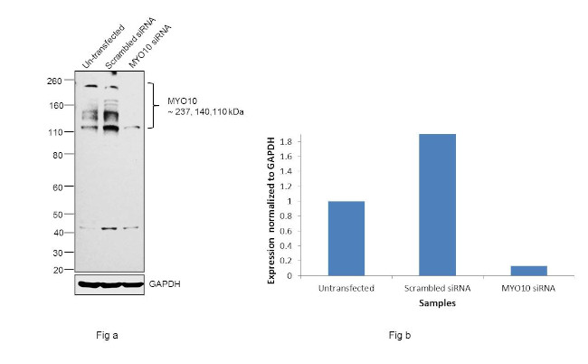 MYO10 Antibody