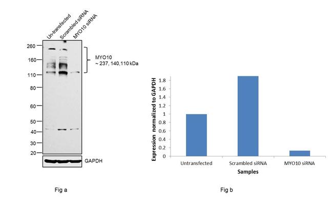 MYO10 Antibody in Western Blot (WB)