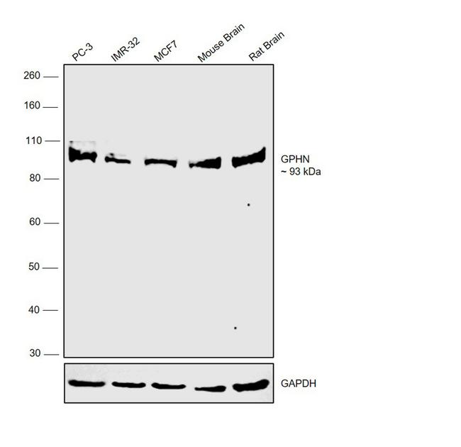 Gephyrin Antibody in Western Blot (WB)