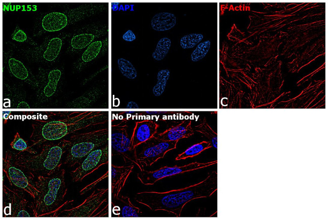 NUP153 Antibody in Immunocytochemistry (ICC/IF)