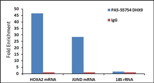 DHX9 Antibody in RNA Immunoprecipitation (RIP)