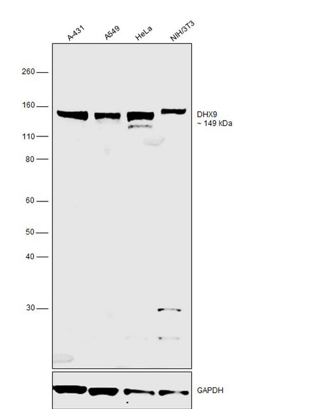 DHX9 Antibody in Western Blot (WB)