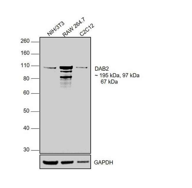 DAB2 Antibody in Western Blot (WB)