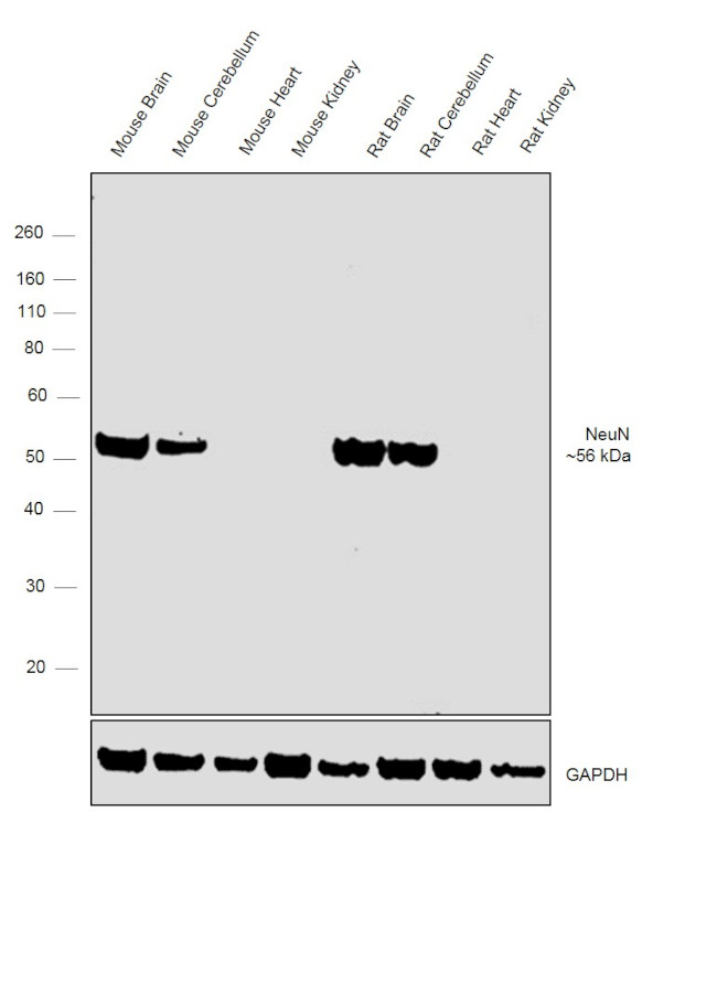 NeuN Antibody