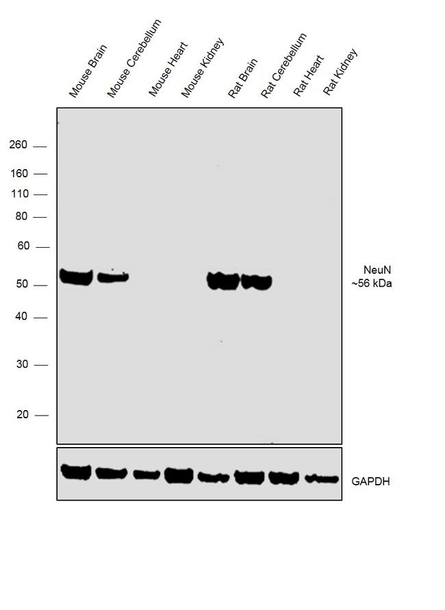 NeuN Antibody in Western Blot (WB)