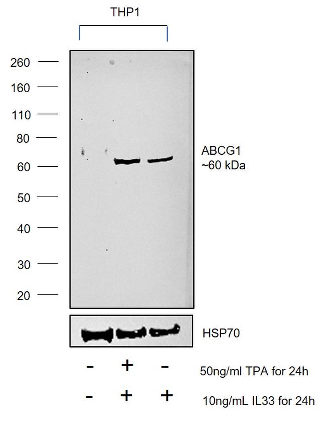 ABCG1 Antibody in Western Blot (WB)