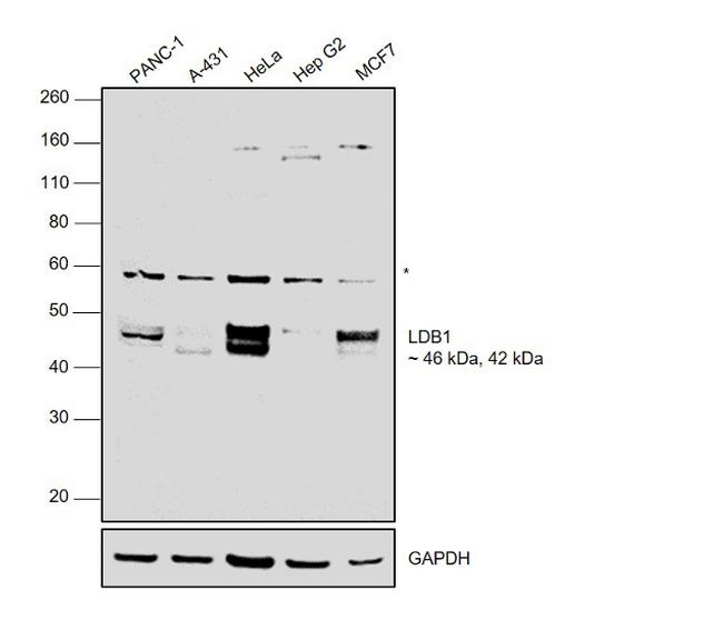 LDB1 Antibody in Western Blot (WB)