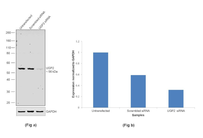 UGP2 Antibody