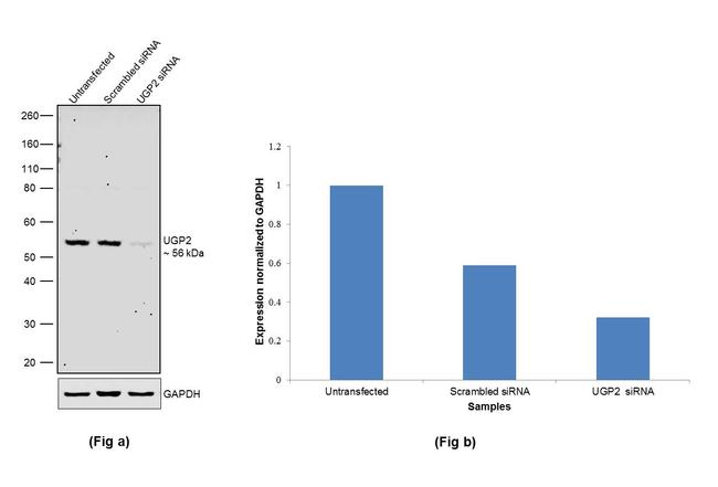 UGP2 Antibody in Western Blot (WB)