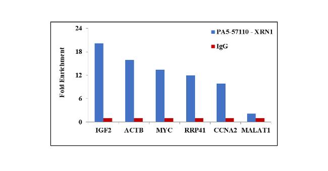 XRN1 Antibody in RNA Immunoprecipitation (RIP)