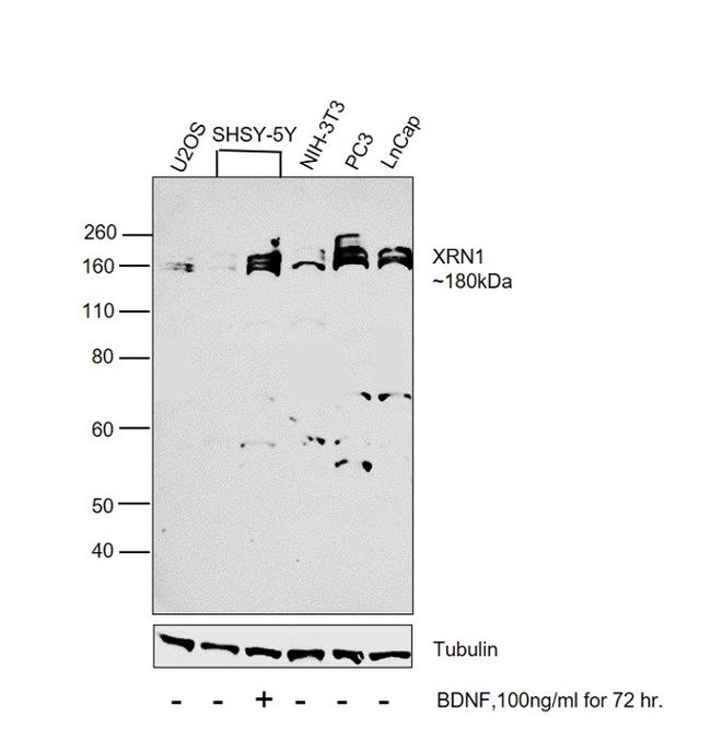 XRN1 Antibody in Western Blot (WB)
