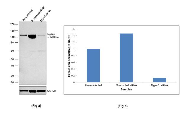 Mgea5 Antibody in Western Blot (WB)