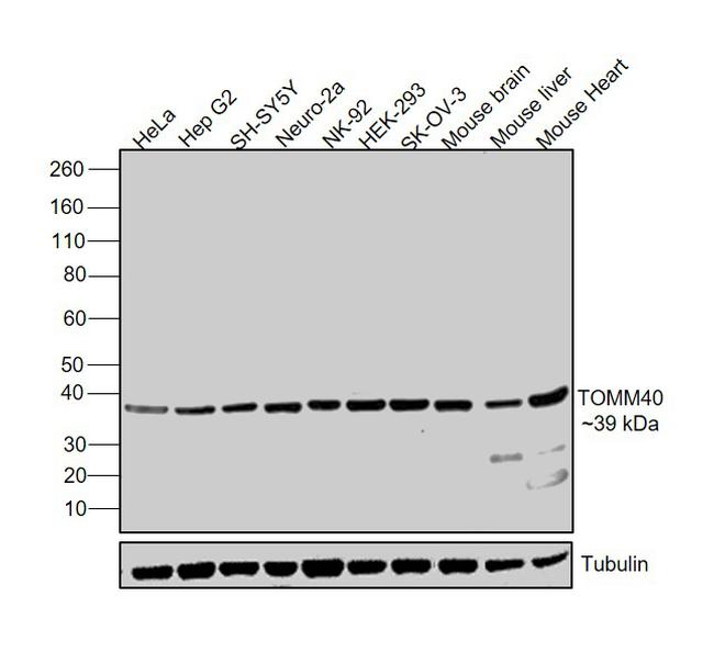 TOMM40 Antibody in Western Blot (WB)