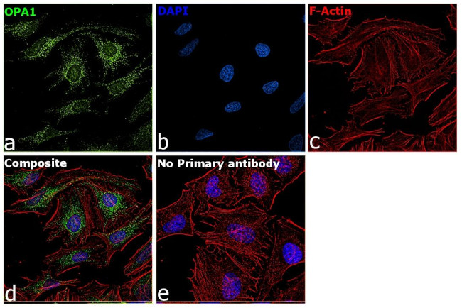 OPA1 Antibody in Immunocytochemistry (ICC/IF)