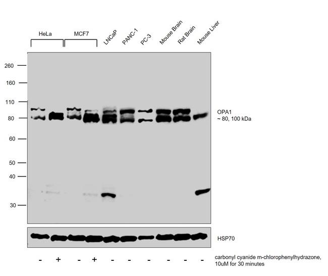 OPA1 Antibody in Western Blot (WB)