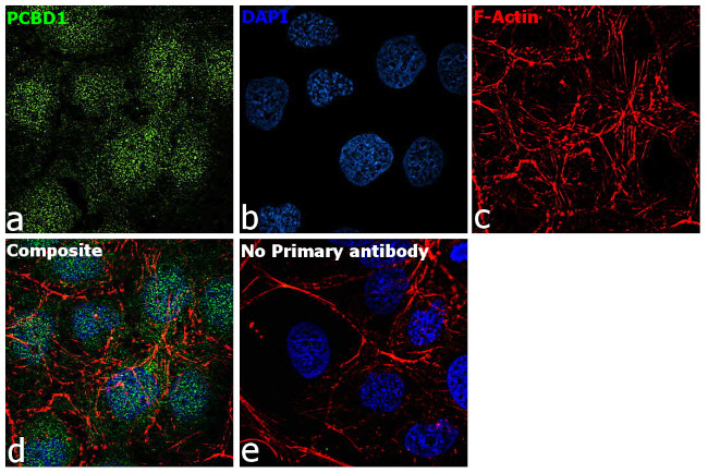 PCBD1 Antibody in Immunocytochemistry (ICC/IF)