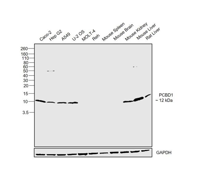 PCBD1 Antibody in Western Blot (WB)