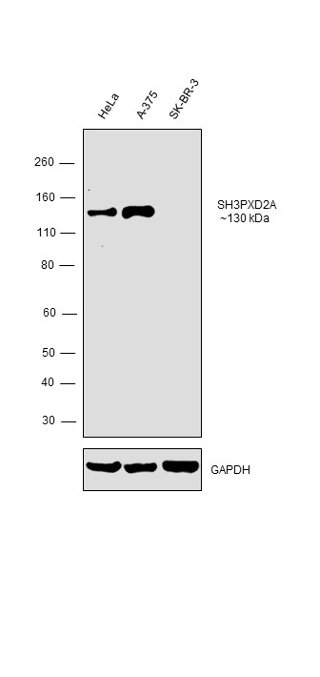 SH3PXD2A Antibody