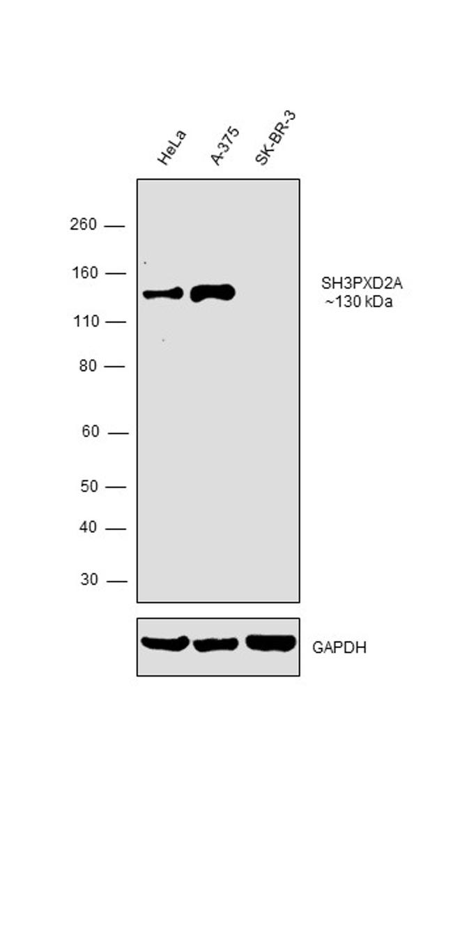 SH3PXD2A Antibody in Western Blot (WB)