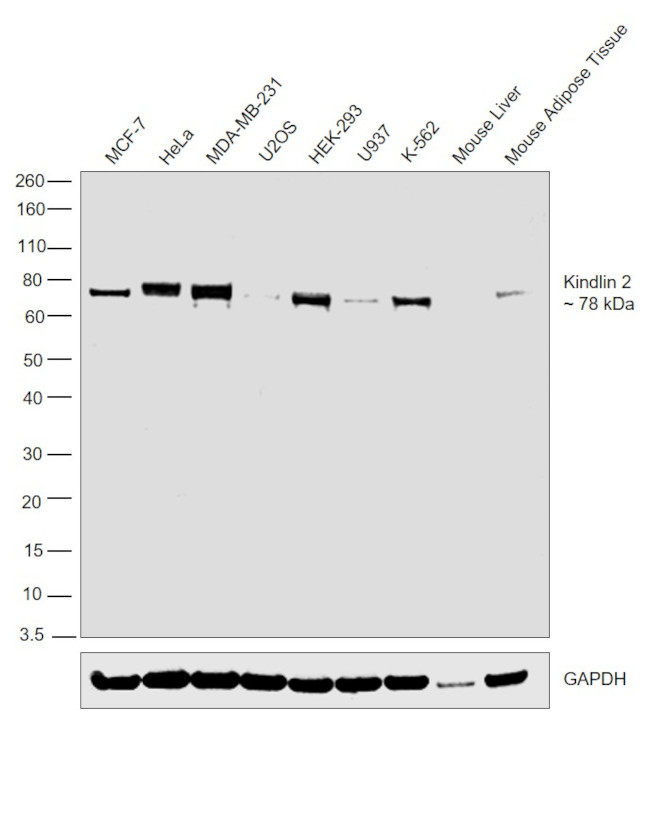 Kindlin 2 Antibody