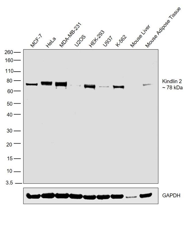 Kindlin 2 Antibody in Western Blot (WB)