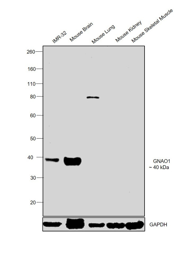 GNAO1 Antibody