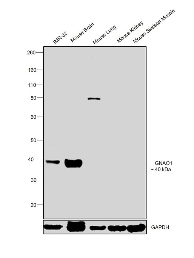 GNAO1 Antibody in Western Blot (WB)