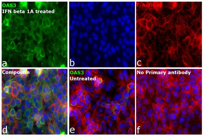 OAS3 Antibody