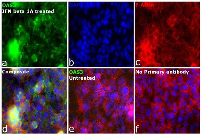 OAS3 Antibody