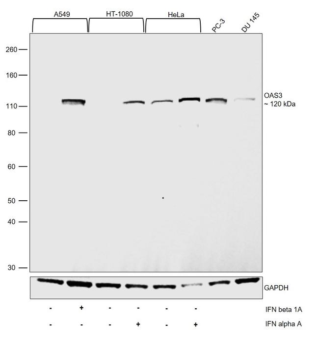 OAS3 Antibody in Western Blot (WB)