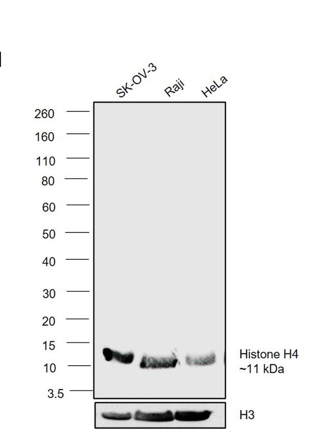 Histone H4 Antibody in Western Blot (WB)