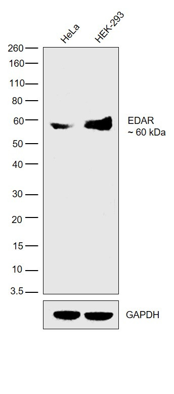 EDAR Antibody