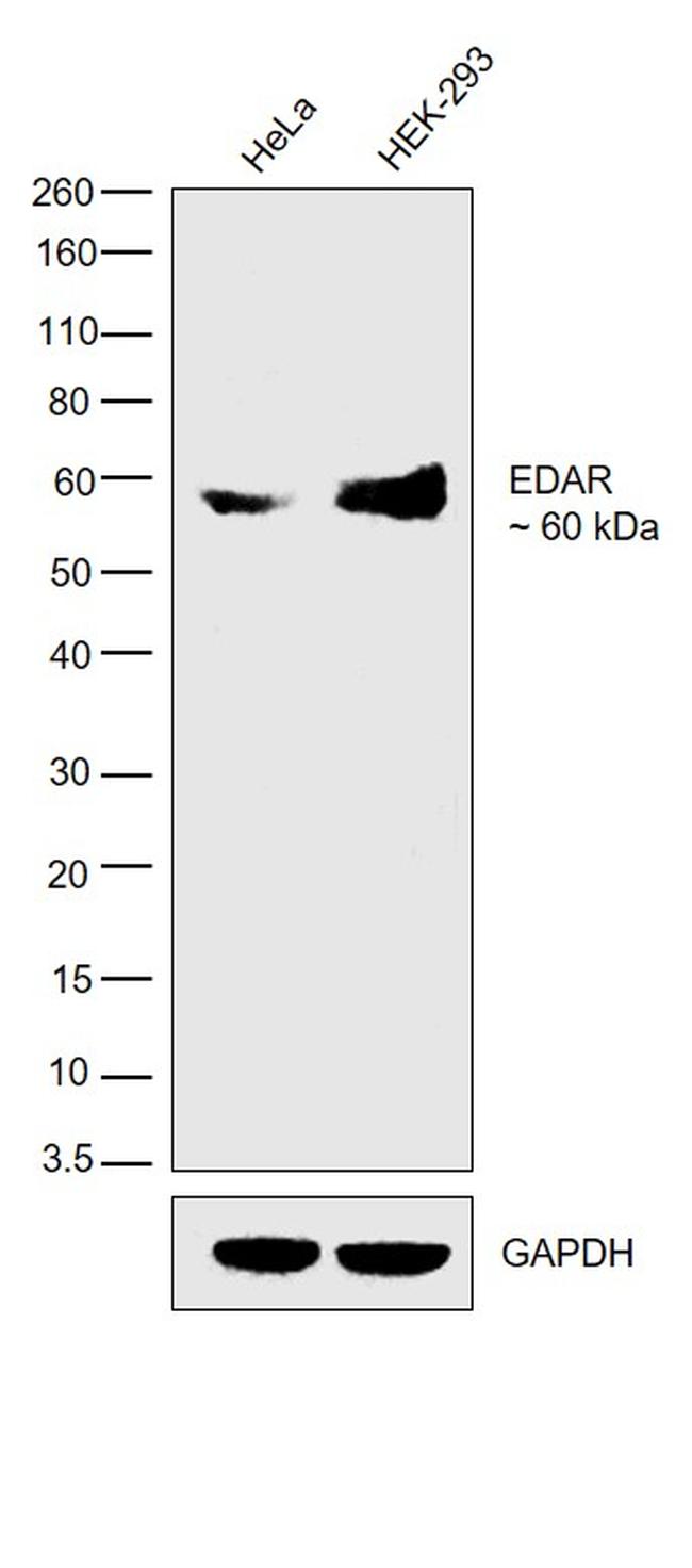 EDAR Antibody in Western Blot (WB)