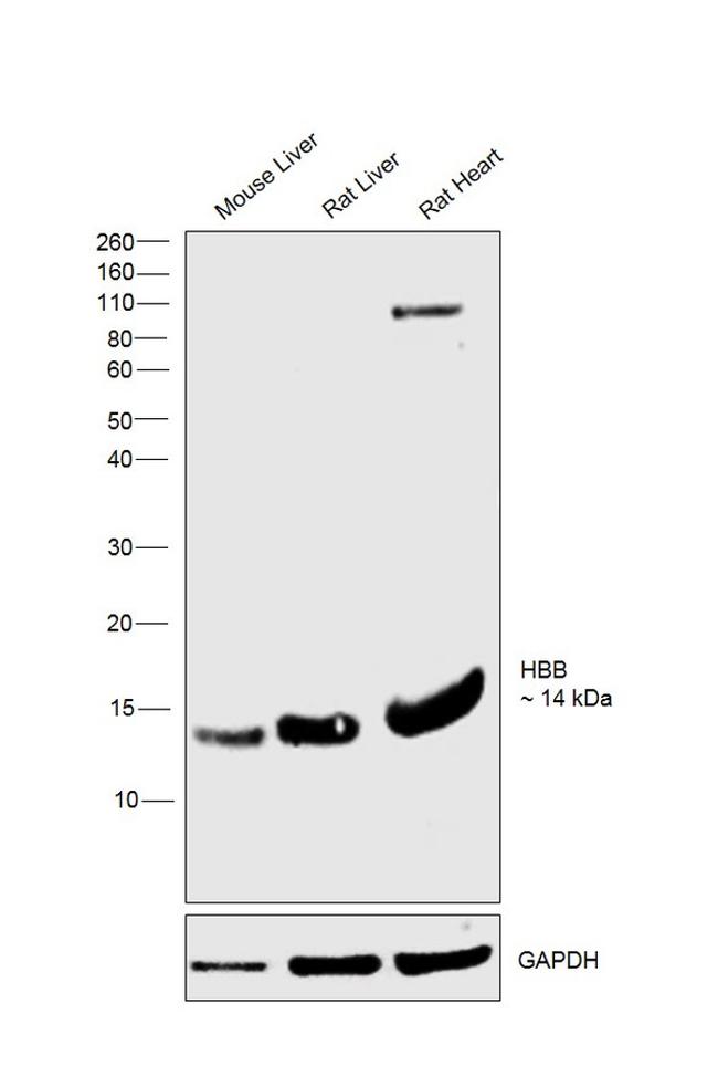 HBB Antibody in Western Blot (WB)