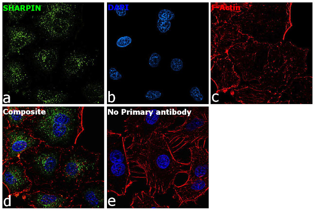 SHARPIN Antibody in Immunocytochemistry (ICC/IF)