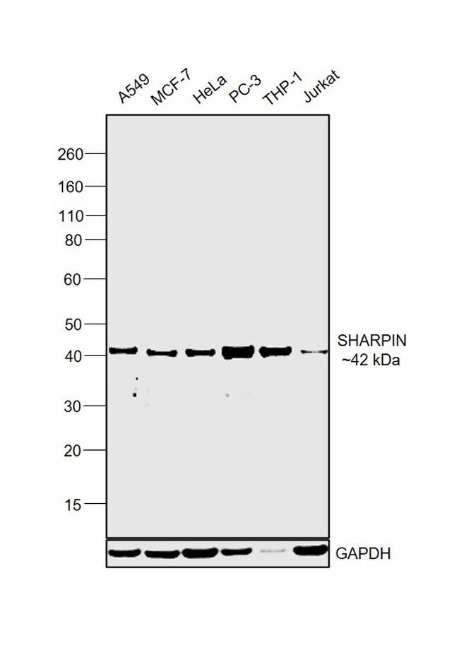 SHARPIN Antibody in Western Blot (WB)