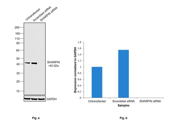 SHARPIN Antibody in Western Blot (WB)