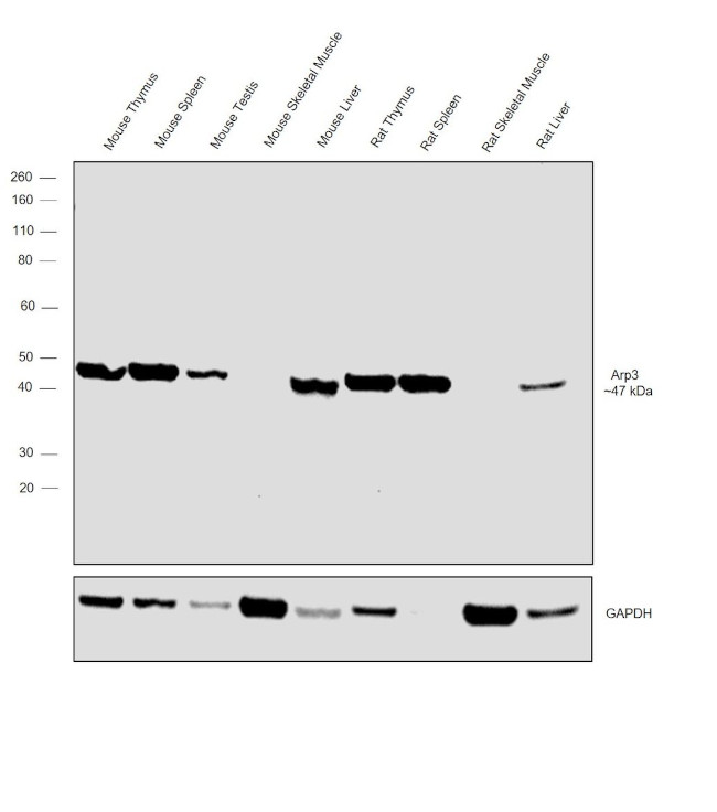 Arp3 Antibody