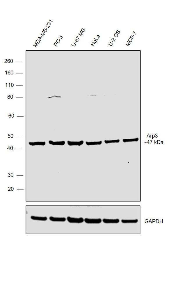 Arp3 Antibody in Western Blot (WB)