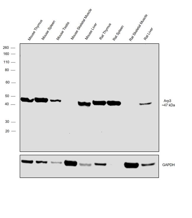 Arp3 Antibody in Western Blot (WB)