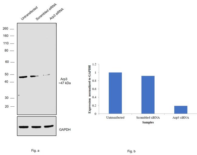 Arp3 Antibody in Western Blot (WB)