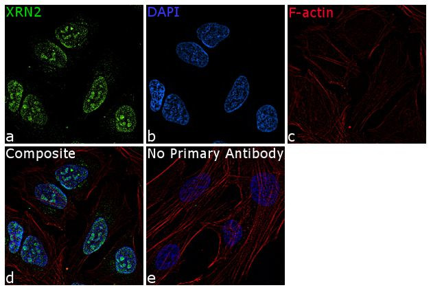 XRN2 Antibody in Immunocytochemistry (ICC/IF)